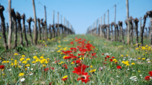 fleurs vigne