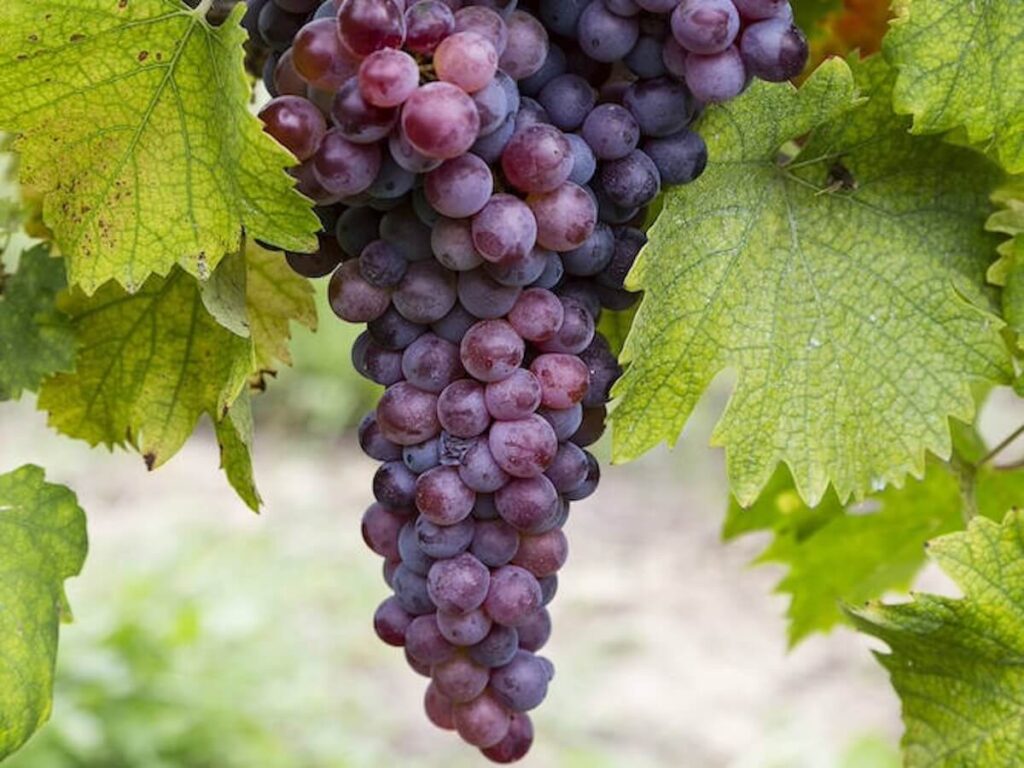 "Grignolino : le noble rebelle": trois jours pour redécouvrir le caractère le plus authentique du Monferrato avec Ais Piemonte à Grazzano Badoglio.