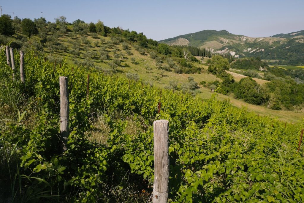 Cantina Maurizio Costa: tradizione e amore per il vino nelle colline di Romagna