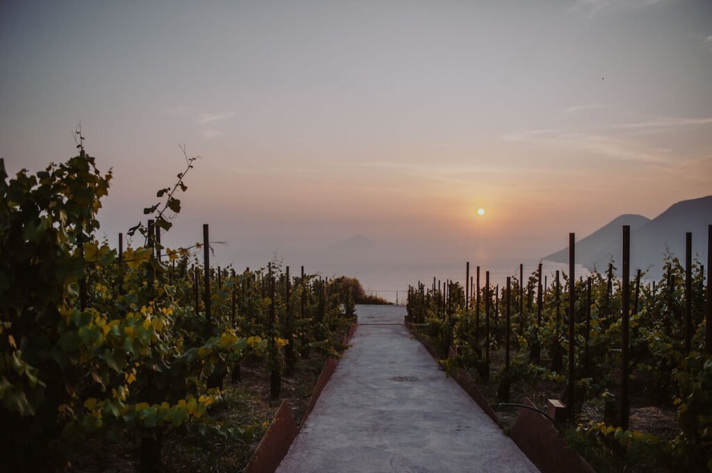 Concerts au coucher du soleil parmi les rangées du domaine Castellaro: du 17 juillet au 11 septembre, Vue musicale live de la mer dans l'amphithéâtre enchanteur du vignoble.