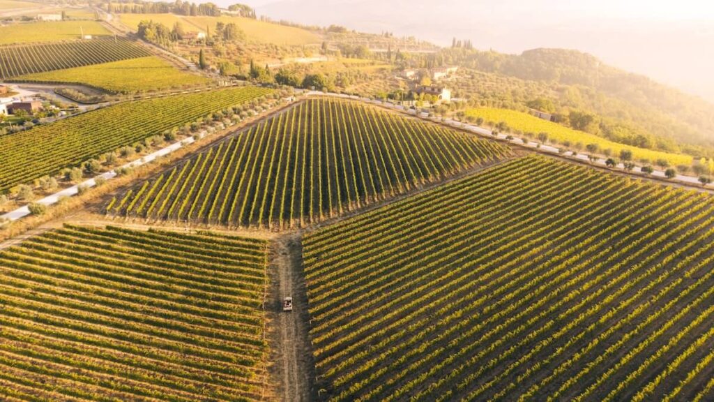 Découvrez la ligne Pievasciata signée Vallepicciola: Chardonnay, Pinot Nero, Rosé et Red Born in Chianti Classico.