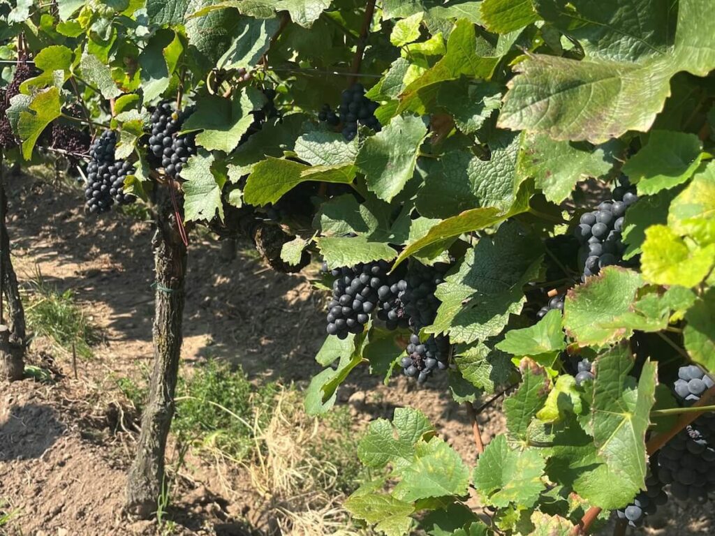 Harvest 2025: Le 11 août, la ronde de Berlucchi Franciacorta,