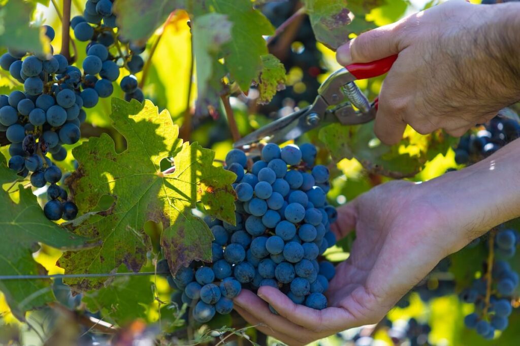 Récolte 2025: Les deux formules pour vivre l'expérience de la collection à Valpolicella da Buglioni du 5 au 28 septembre.