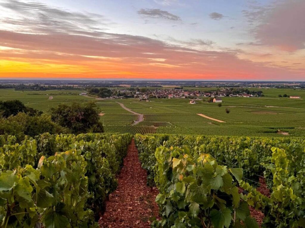 François Carillon : l'art de la précision au cœur de Puligny-Montrachet, dans des vins de Chardonnay qui incarnent l'âme de la Bourgogne.