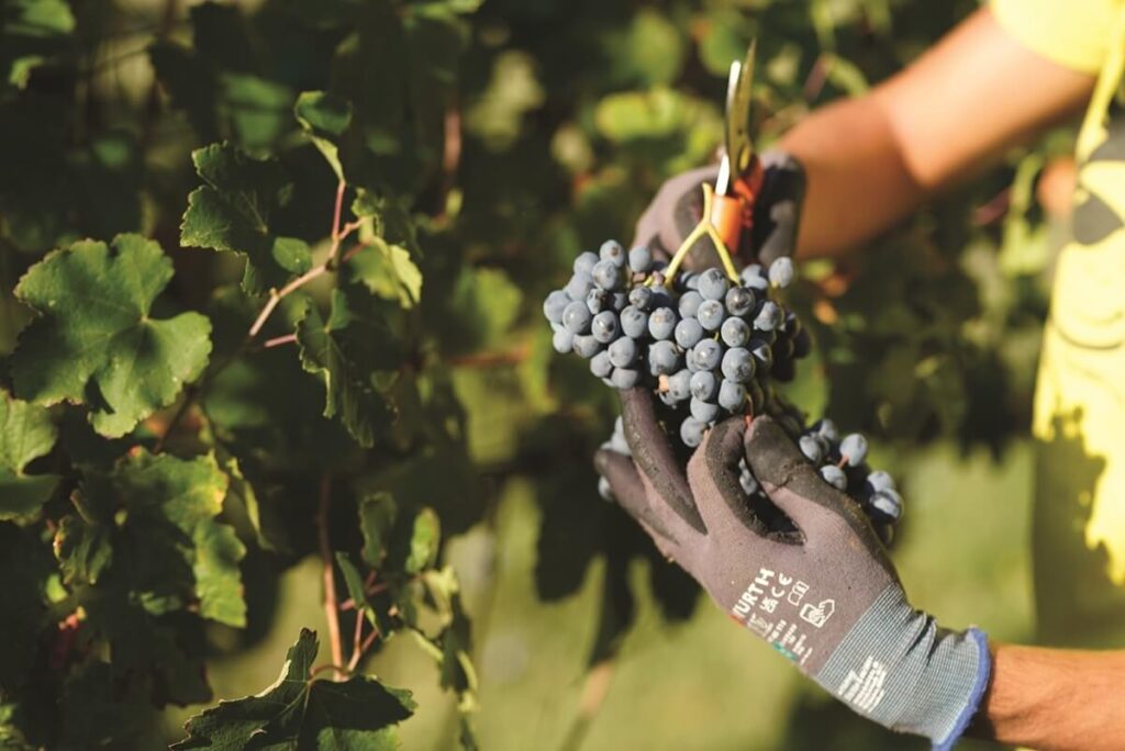 Lambrusco Emilia Igt : les bulles qui illuminent les fêtes avec des combinaisons qui illuminent les toasts en racontant des histoires de convivialité.