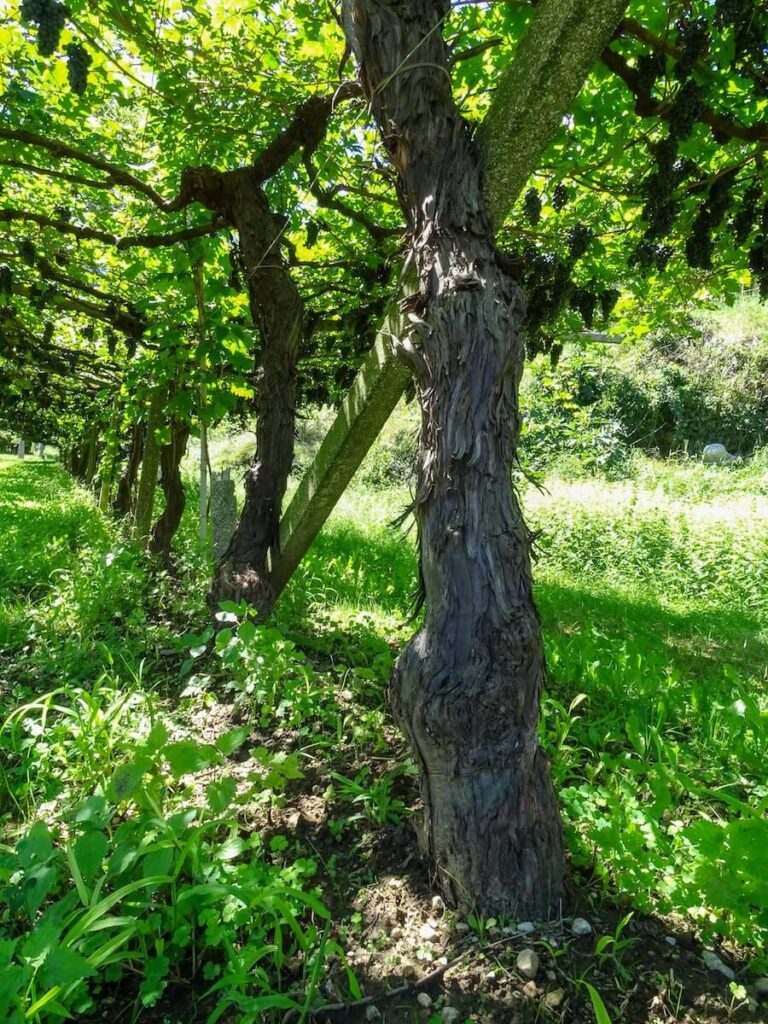 Letrari présente Enantio Rosato non greffé : du Monte Baldo, première édition 2025 en 800 bouteilles, une ancienne vigne de la Terra dei Forti.