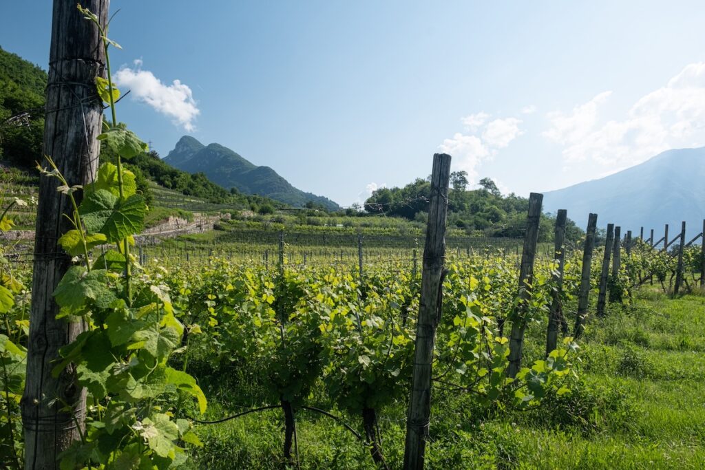 Cavit présente les nouveaux Pinot Bianco et Schiava Cum Vineis Sclavis à Vinitaly 2026, entre fraîcheur et identité trentinoise.