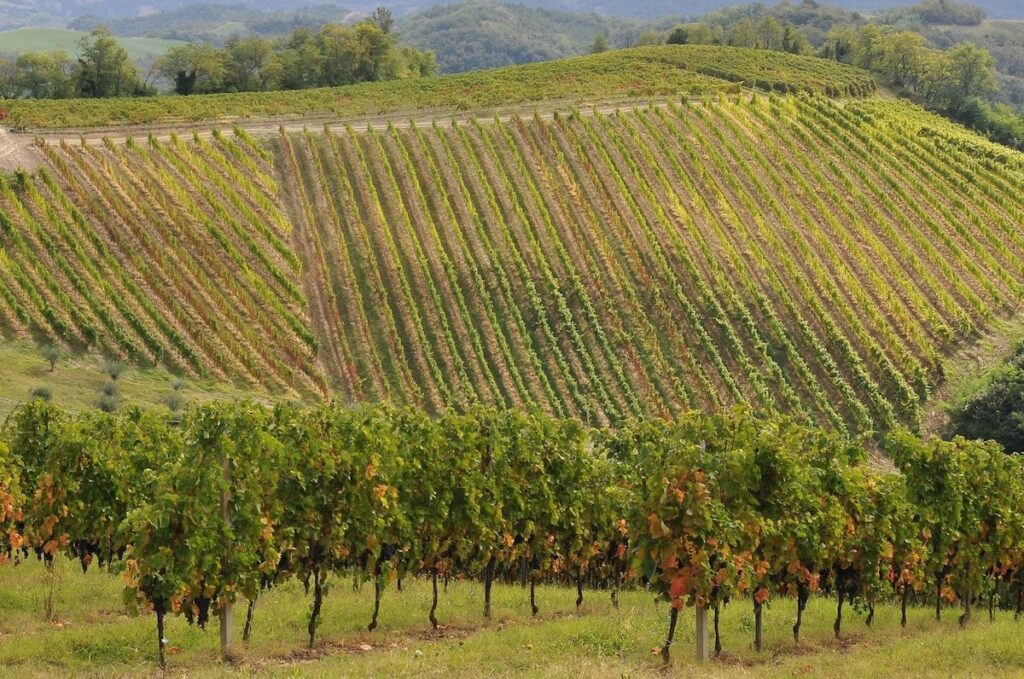 A Vinitaly 2026 l’Emilia‑Romagna presenta un vigneto più sostenibile, consumi in cambiamento e una filiera che punta su qualità.