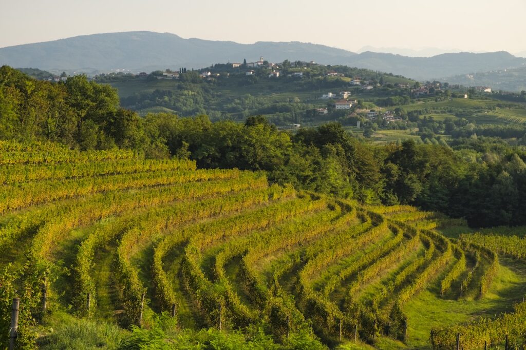 Nouveau look pour Friuli Bianco Just Molamatta : design contemporain, vision d'Ilaria Felluga et identité du territoire.