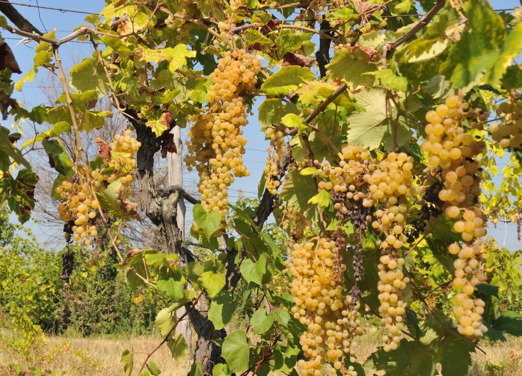 À Vinitaly 2026, l'Émilie-Romagne présente un vignoble plus durable, une consommation en évolution et une chaîne d'approvisionnement axée sur la qualité.