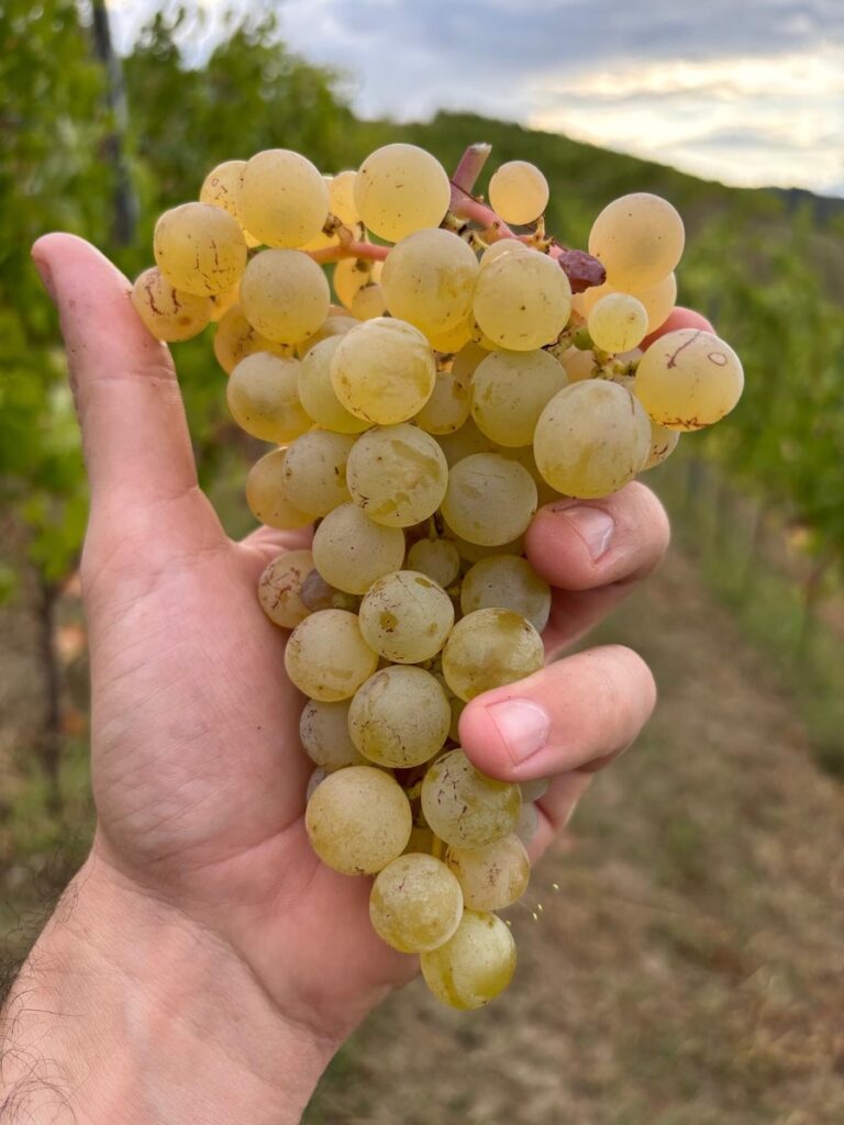 Mauro Veglio présente son premier vin blanc : un Timorasso dei Colli Tortonesi destiné au Derthona Doc. Un début attendu en 2026.