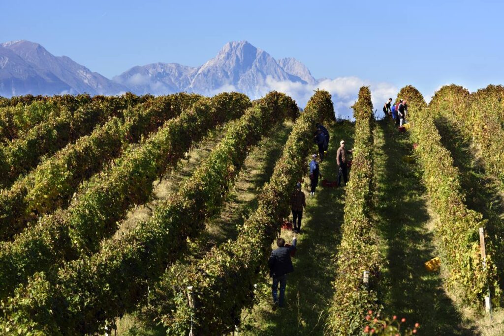 Chronicon di Zaccagnini valorizza Pecorino, Passerina, Cerasuolo e Montepulciano d’Abruzzo doc con uno stile fresco e territoriale.