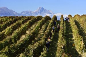 Chronicon di Zaccagnini valorizza Pecorino, Passerina, Cerasuolo e Montepulciano d’Abruzzo doc con uno stile fresco e territoriale.
