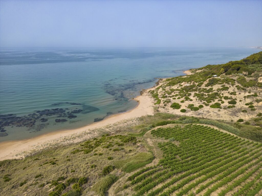 Mandrarossa présente quatre nouvelles étiquettes natives à Vinitaly : deux de Catarratto, Perricone et Nerello Mascalese dans de nouvelles interprétations.