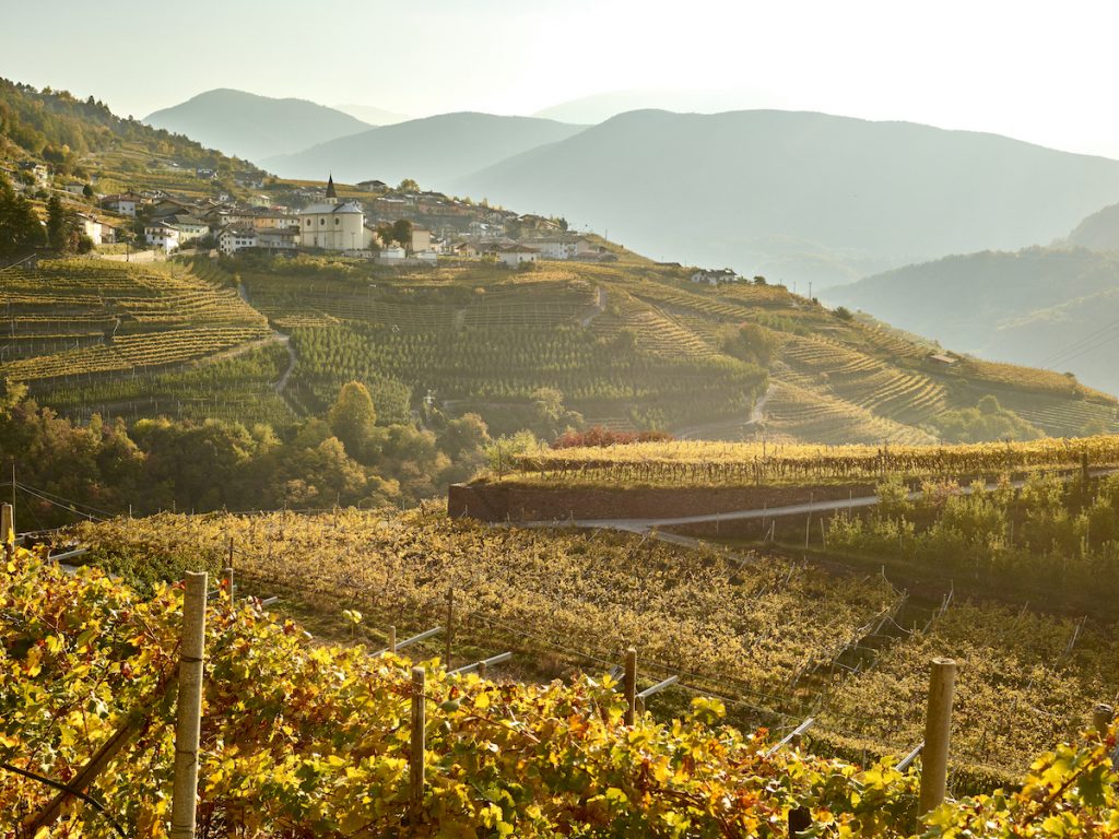 Vignerons héroïques du Trentin
