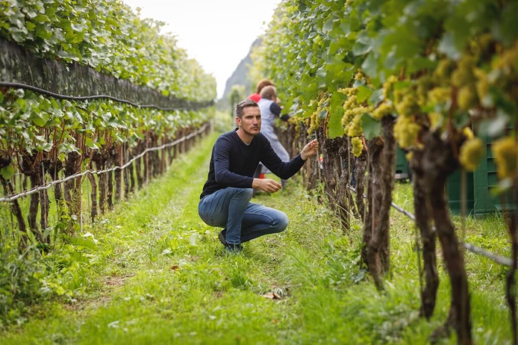 La Cantina Sankt Pauls célèbre la 40ème récolte du Plötzner Pinot Bianco 2025, symbole du vin alpin du Haut-Adige.