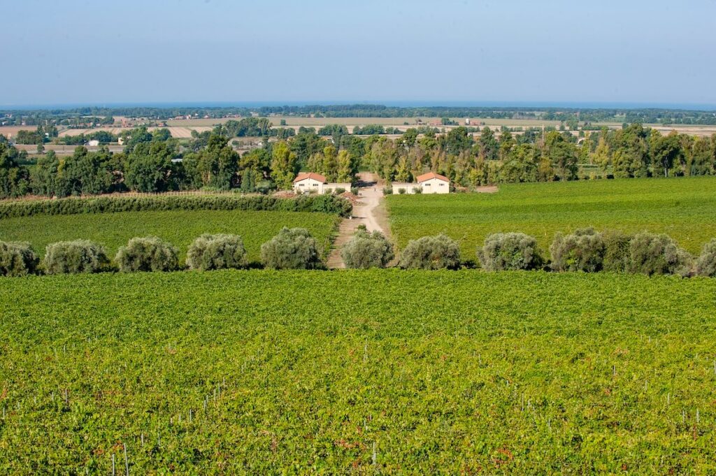 les vins de la côte du Latium